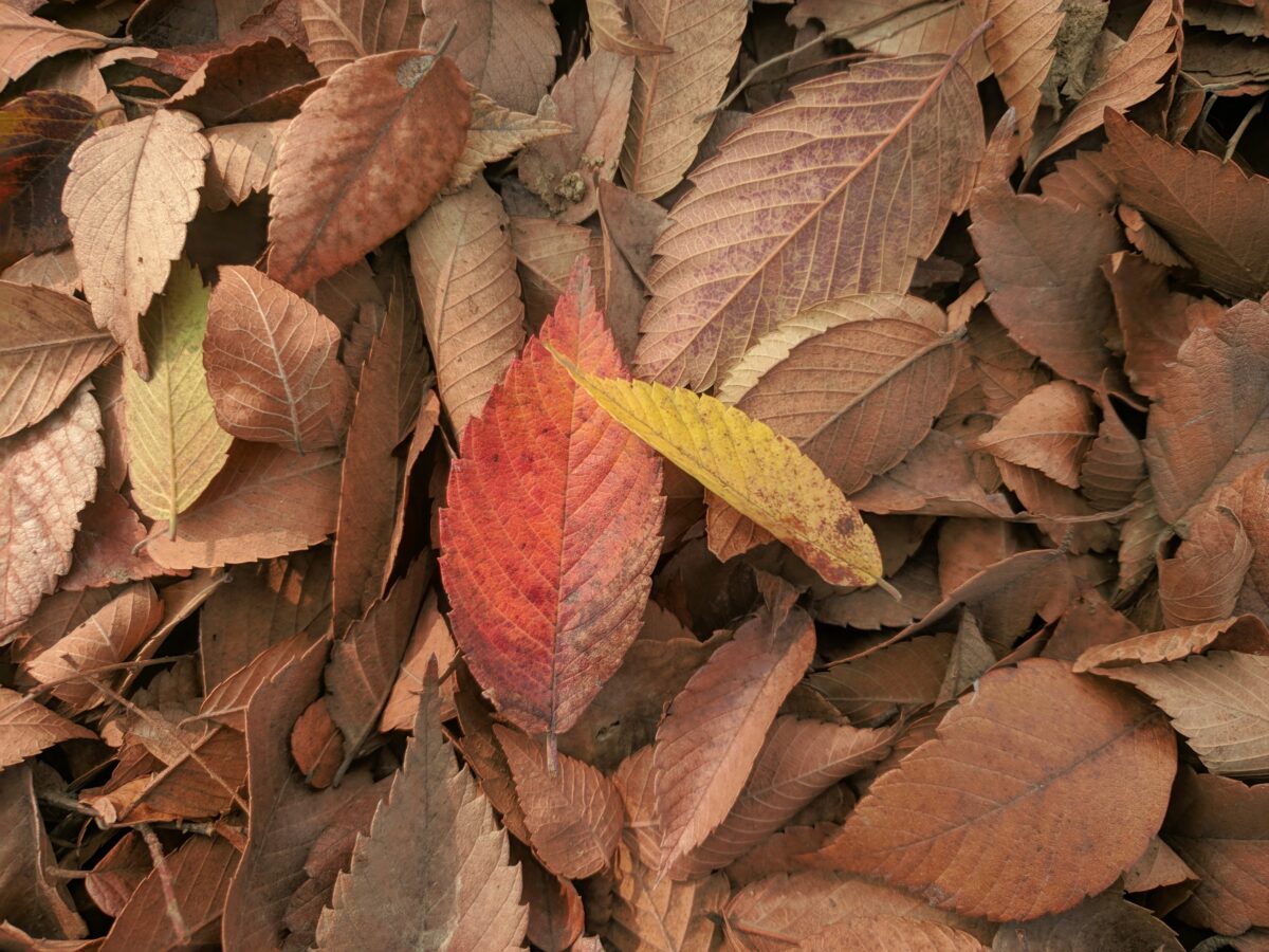 autumn leaves